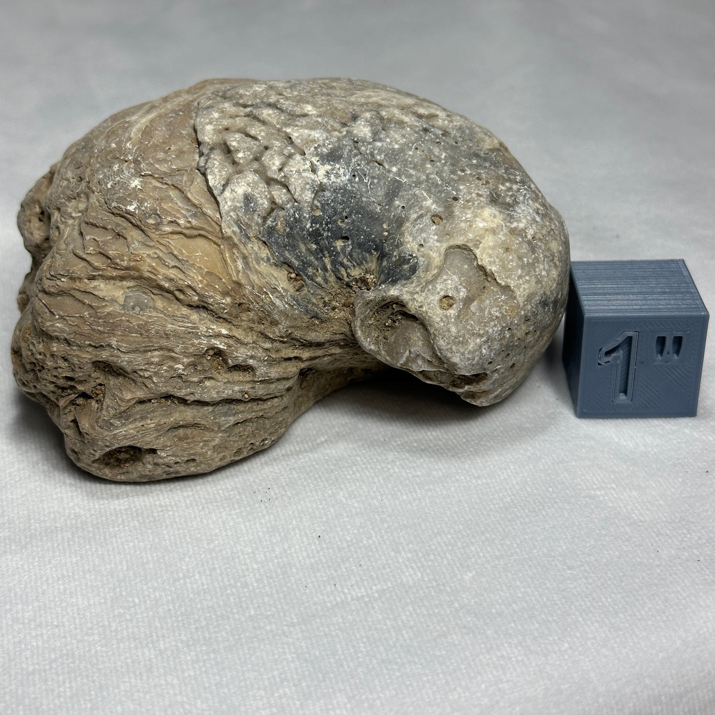 Large Exogyra Ponderosa (Fossilized Oyster)