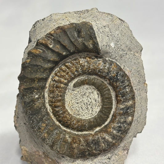 Iconic Ammonite (Anetoceras Heteromorph)