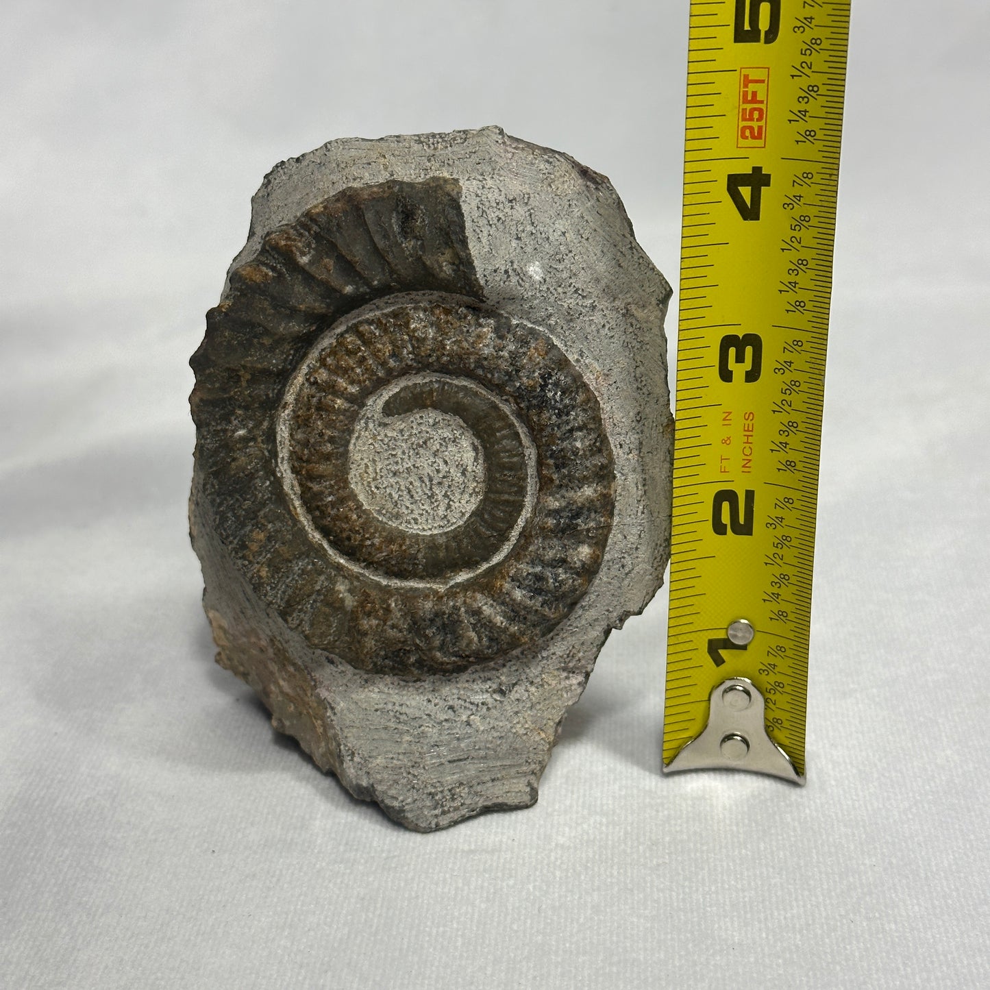 Iconic Ammonite (Anetoceras Heteromorph)
