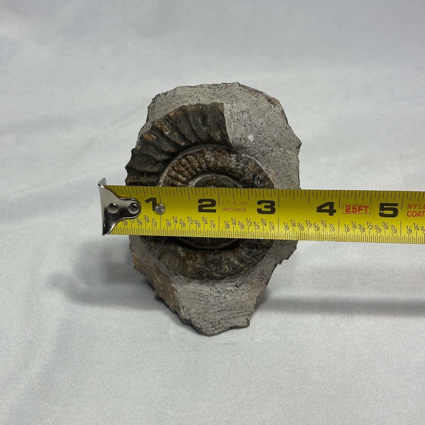 Iconic Ammonite (Anetoceras Heteromorph)