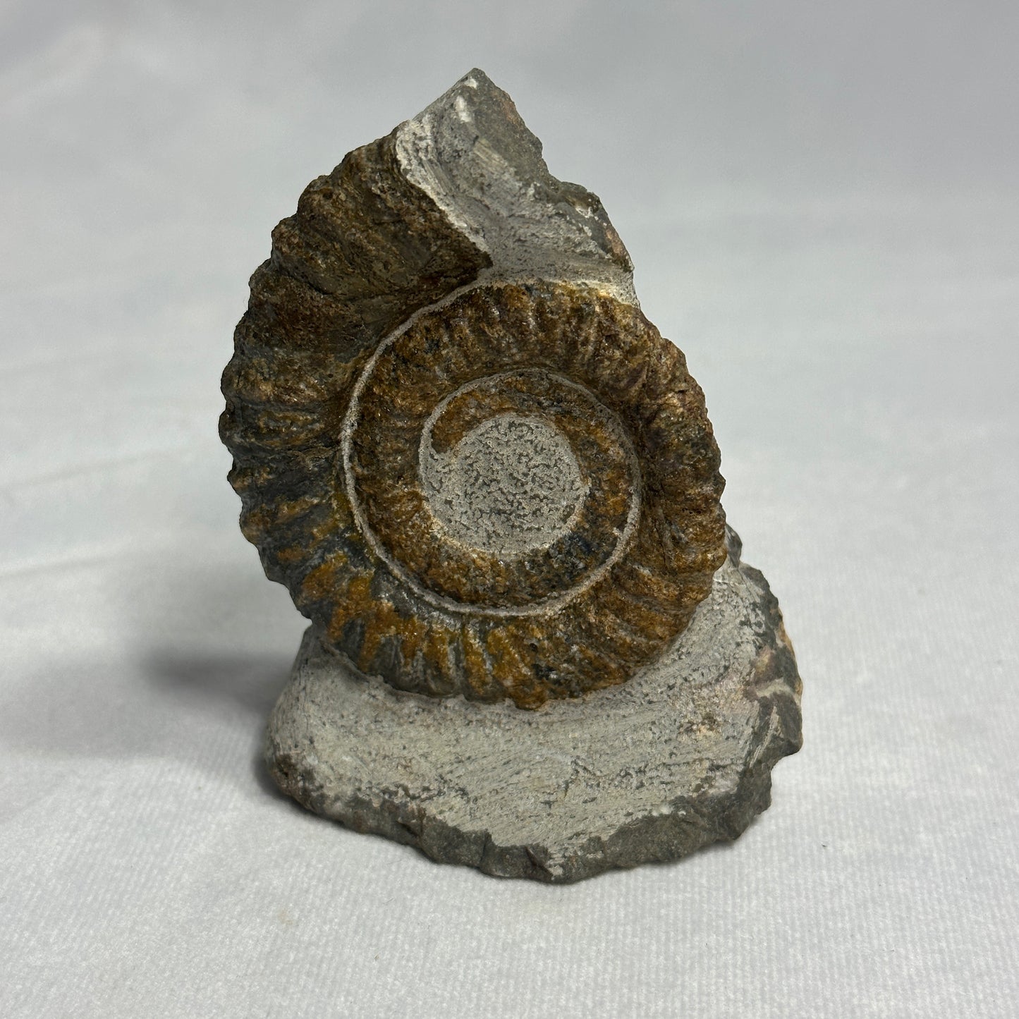 Awesome Anetoceras Heteromorph Ammonite