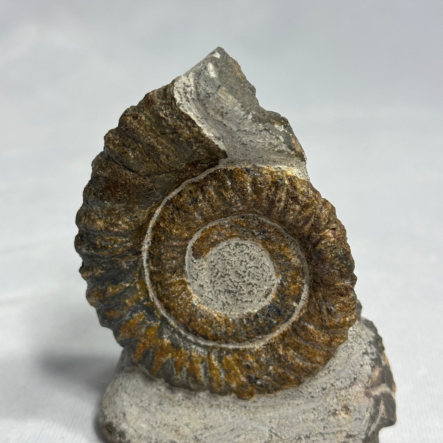 Awesome Anetoceras Heteromorph Ammonite