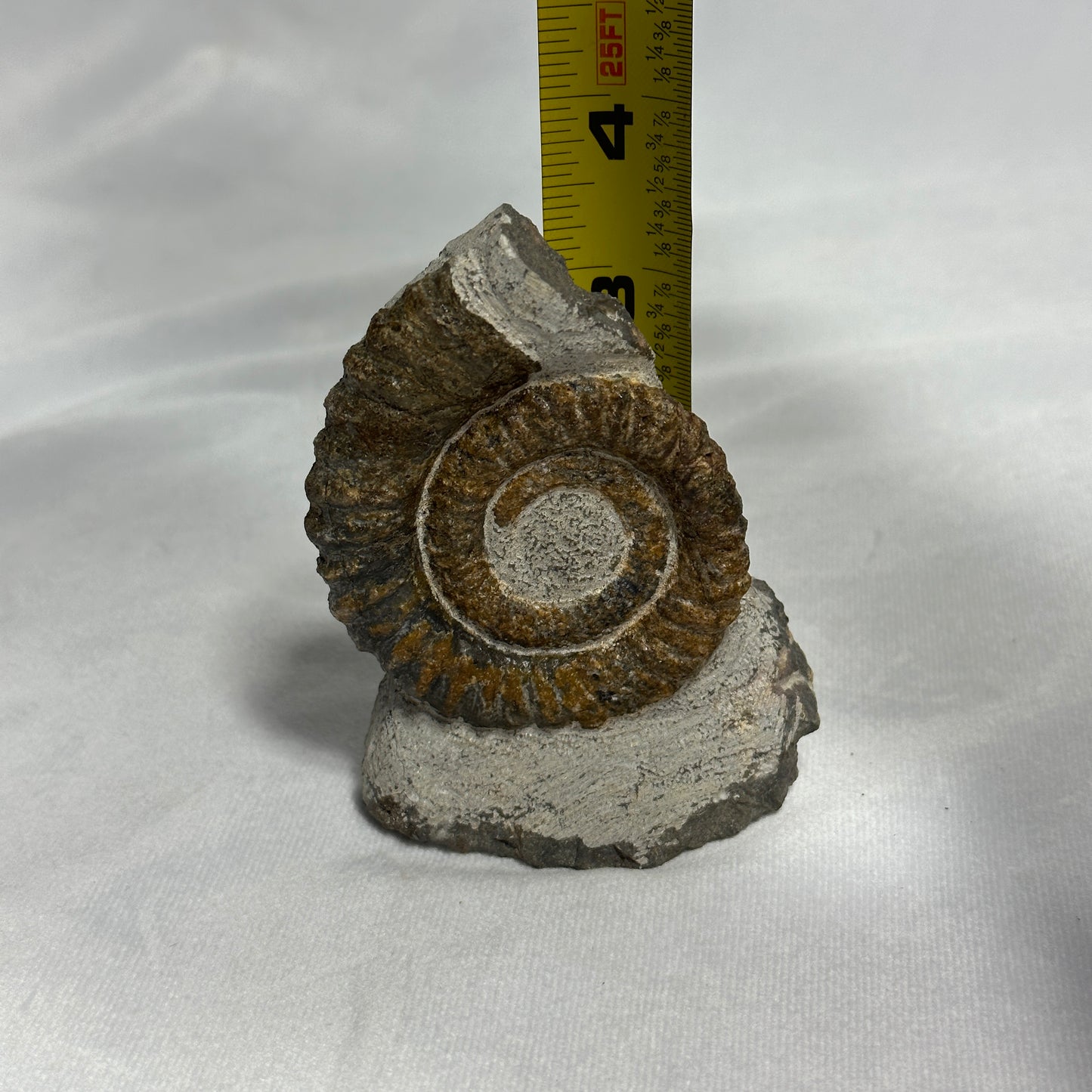 Awesome Anetoceras Heteromorph Ammonite