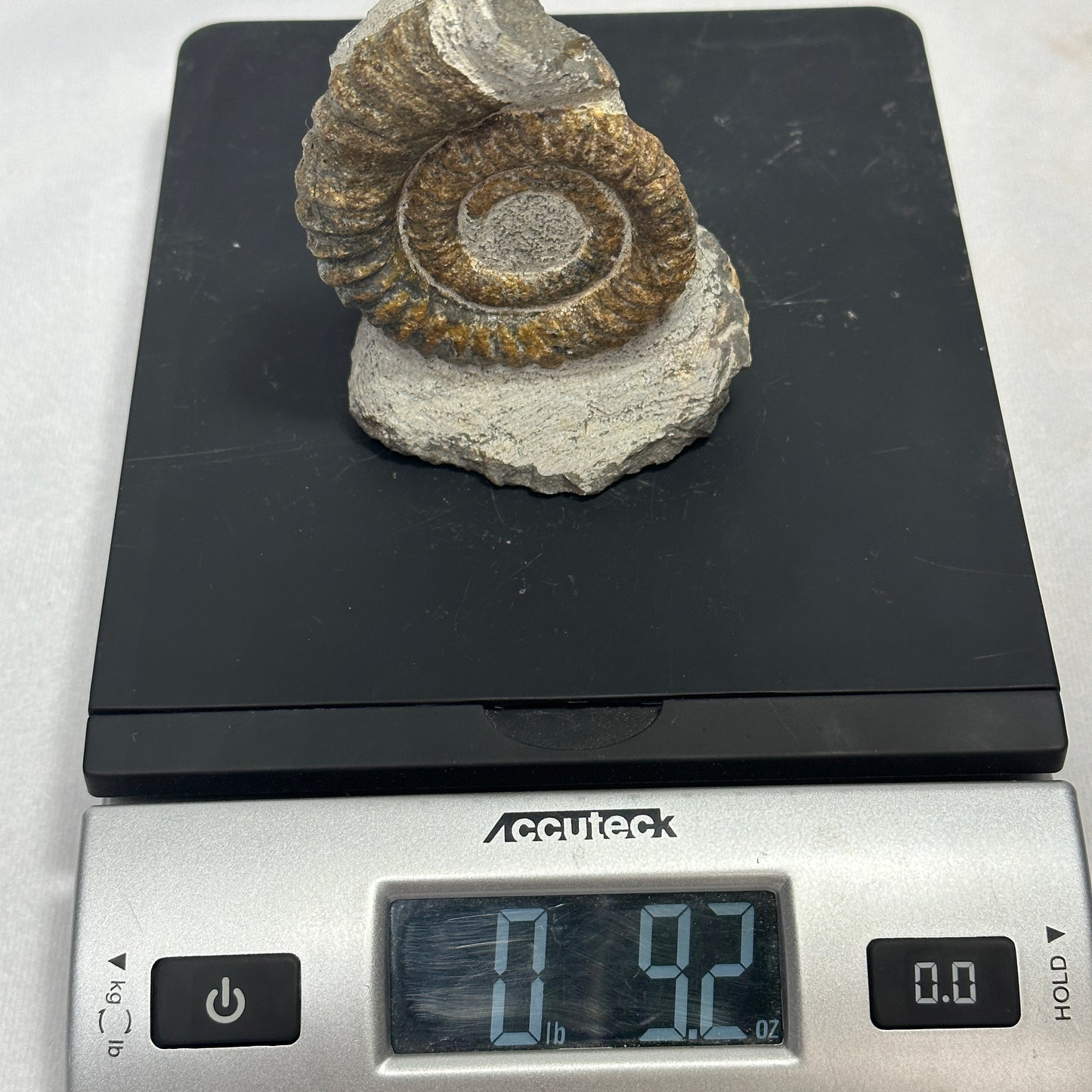 Awesome Anetoceras Heteromorph Ammonite