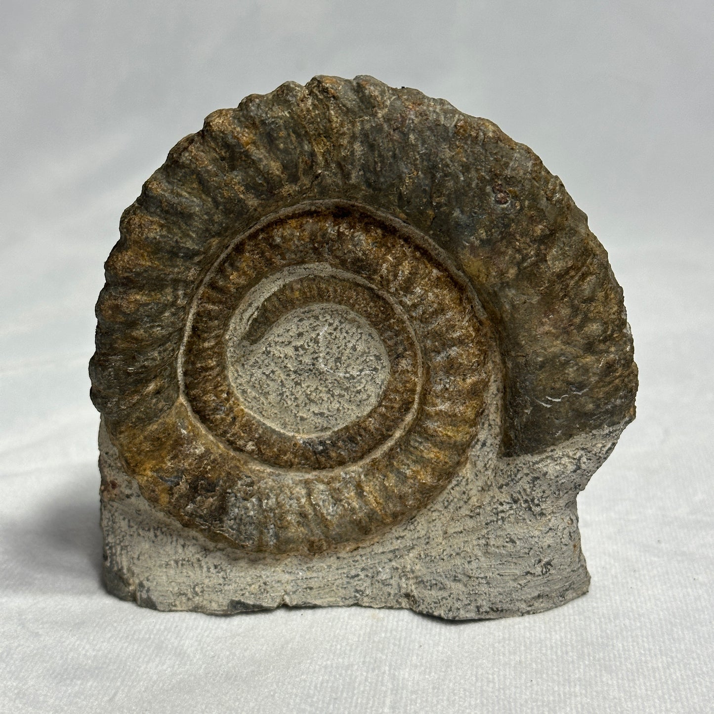 Anetoceras Heteromorph Ammonite! Iconic Fossil!