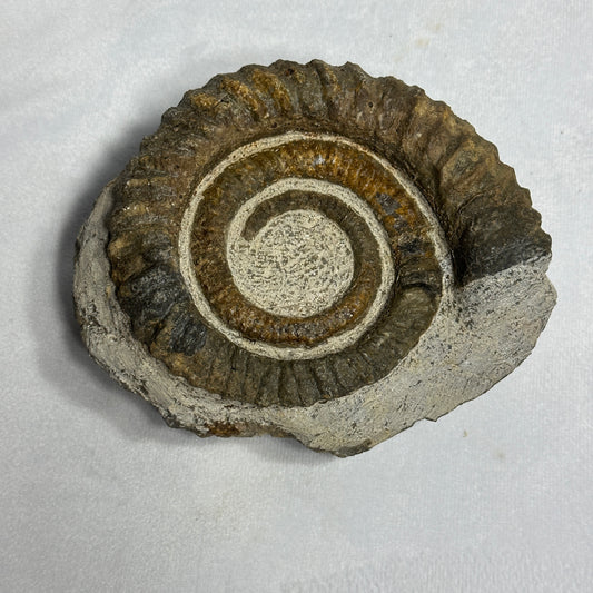 Fashionable Fossil from Morocco - Anetoceras Ammonite