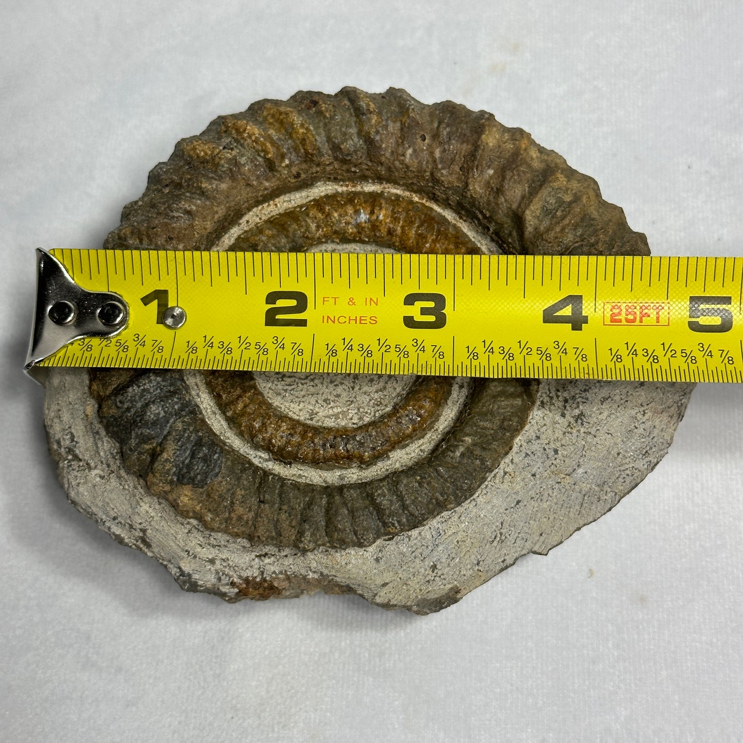 Fashionable Fossil from Morocco - Anetoceras Ammonite