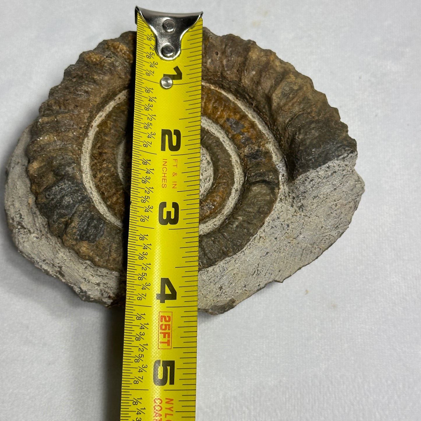 Fashionable Fossil from Morocco - Anetoceras Ammonite