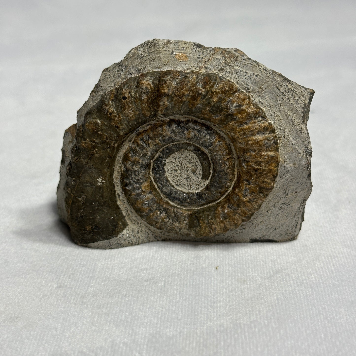 Ammonite from Morocco