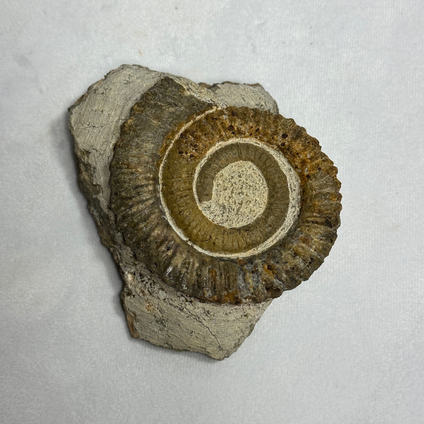 Coiled Anetoceras Heteromorph Ammonite