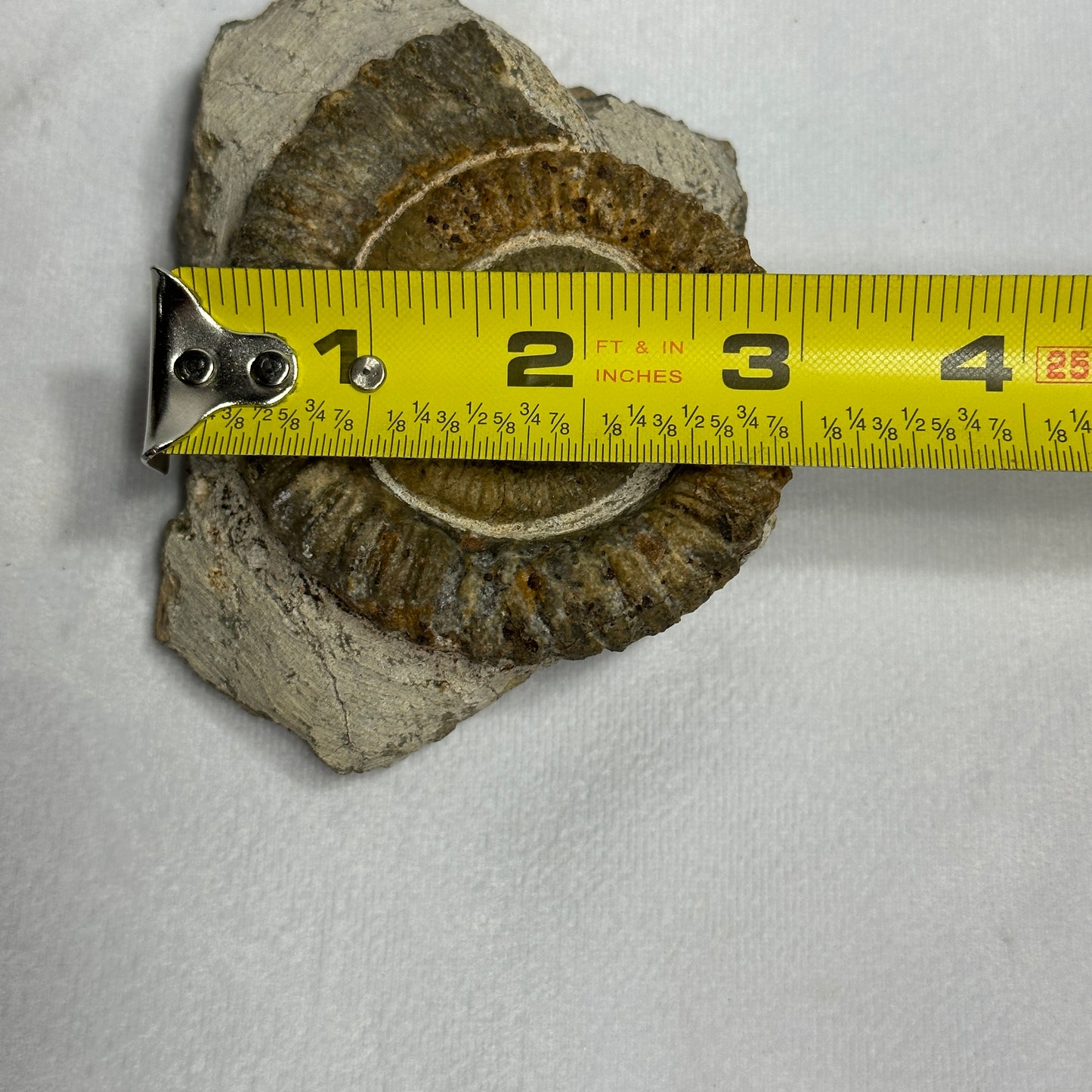 Coiled Anetoceras Heteromorph Ammonite