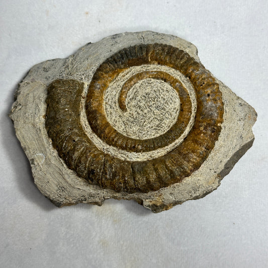 Anetoceras Ammonite 5"