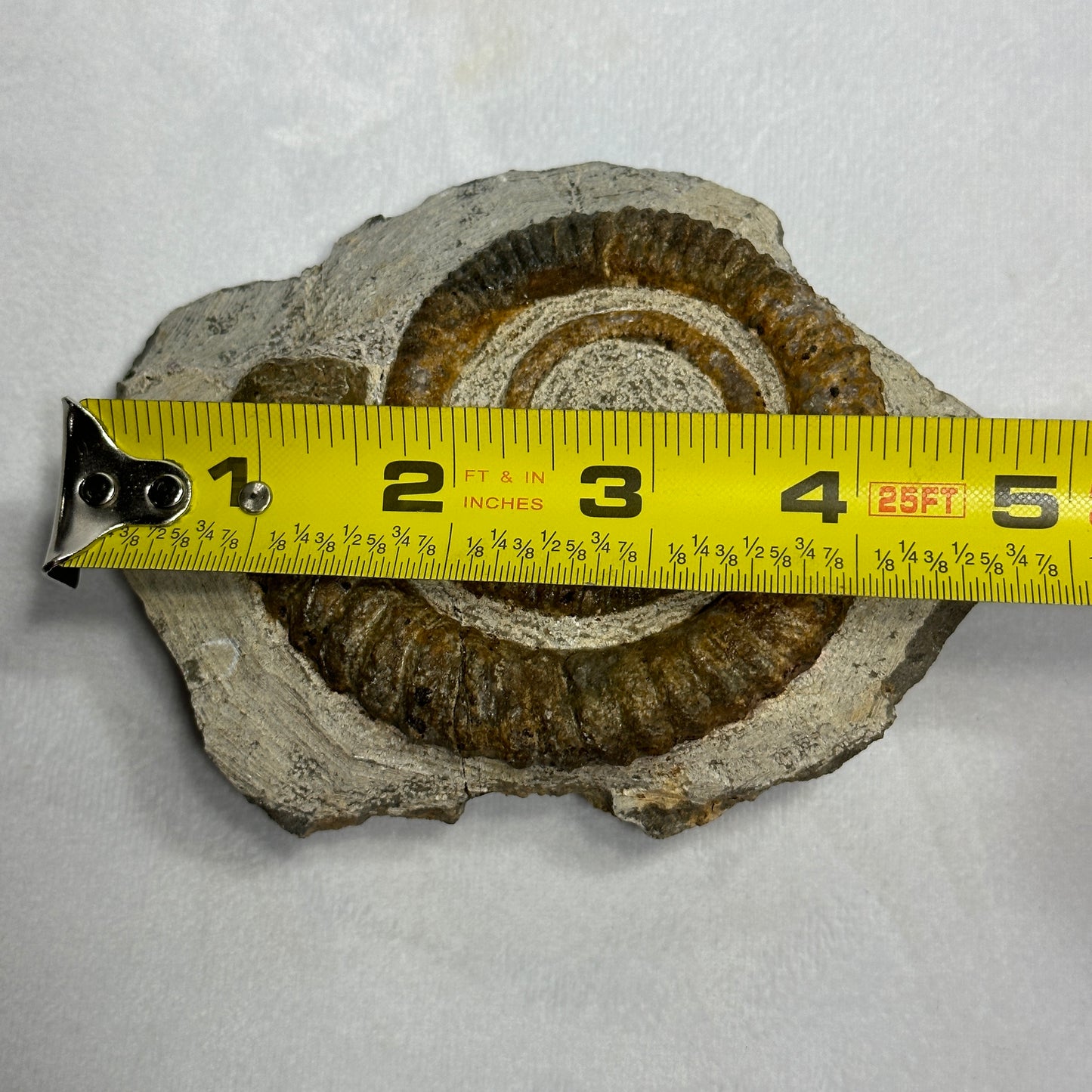 Anetoceras Ammonite 5"