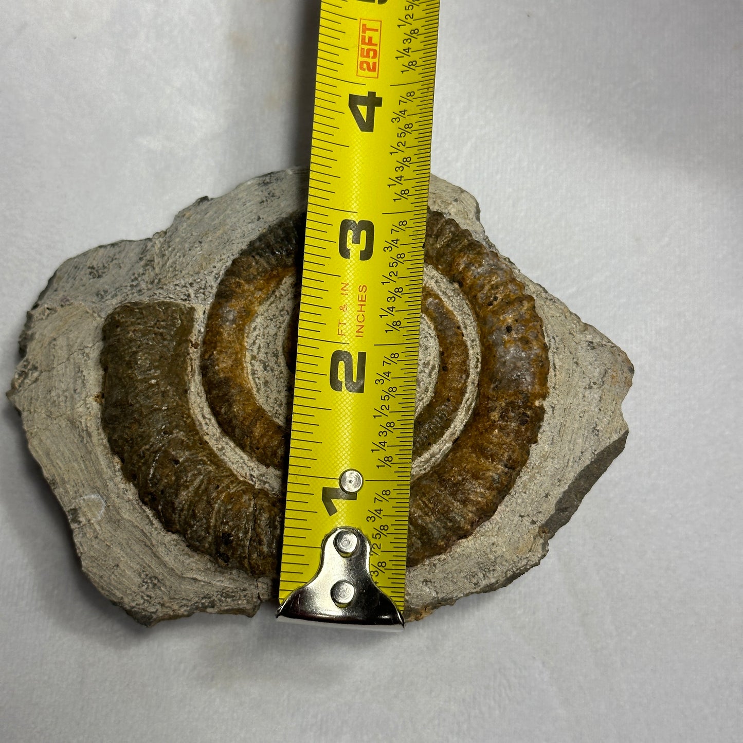 Anetoceras Ammonite 5"