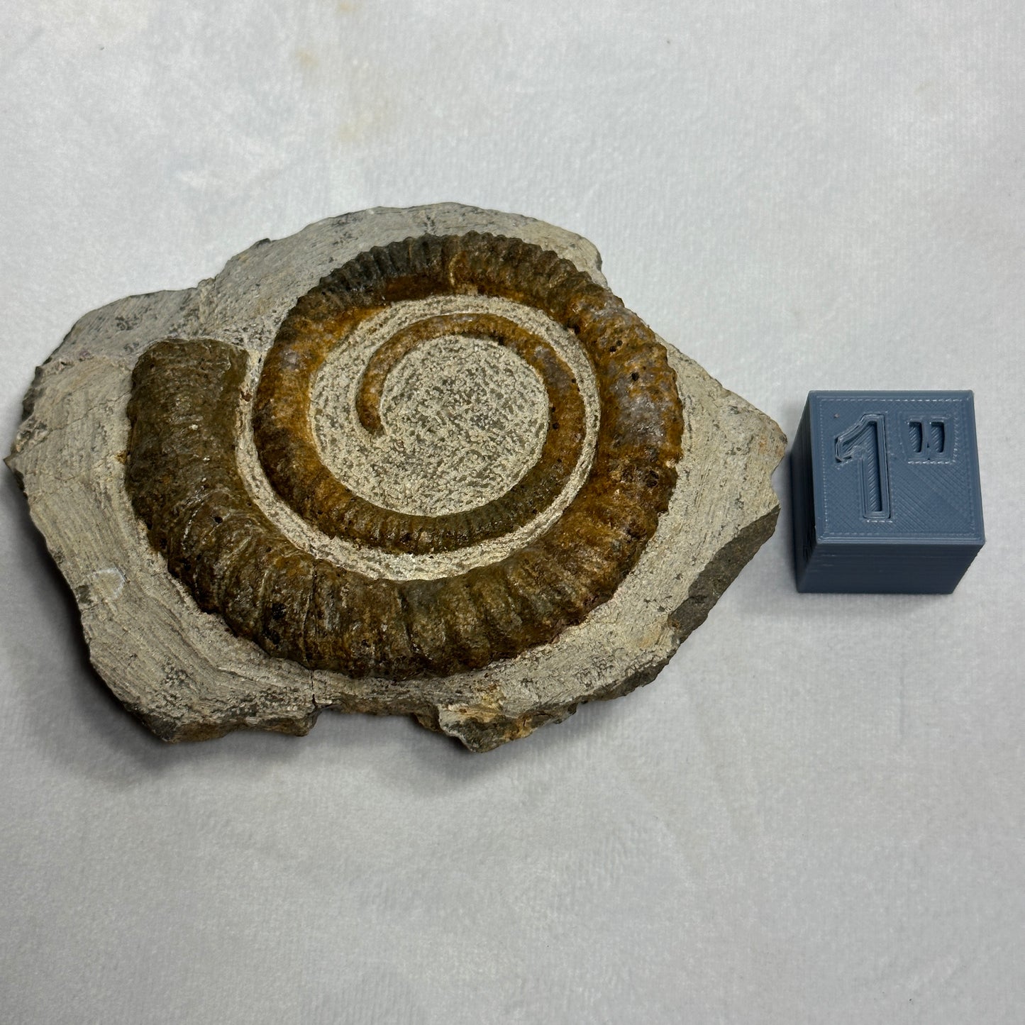 Anetoceras Ammonite 5"