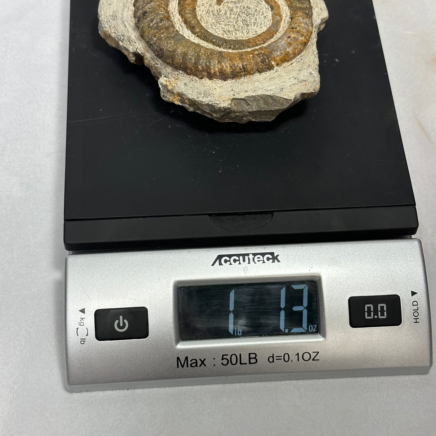 Anetoceras Ammonite 5"