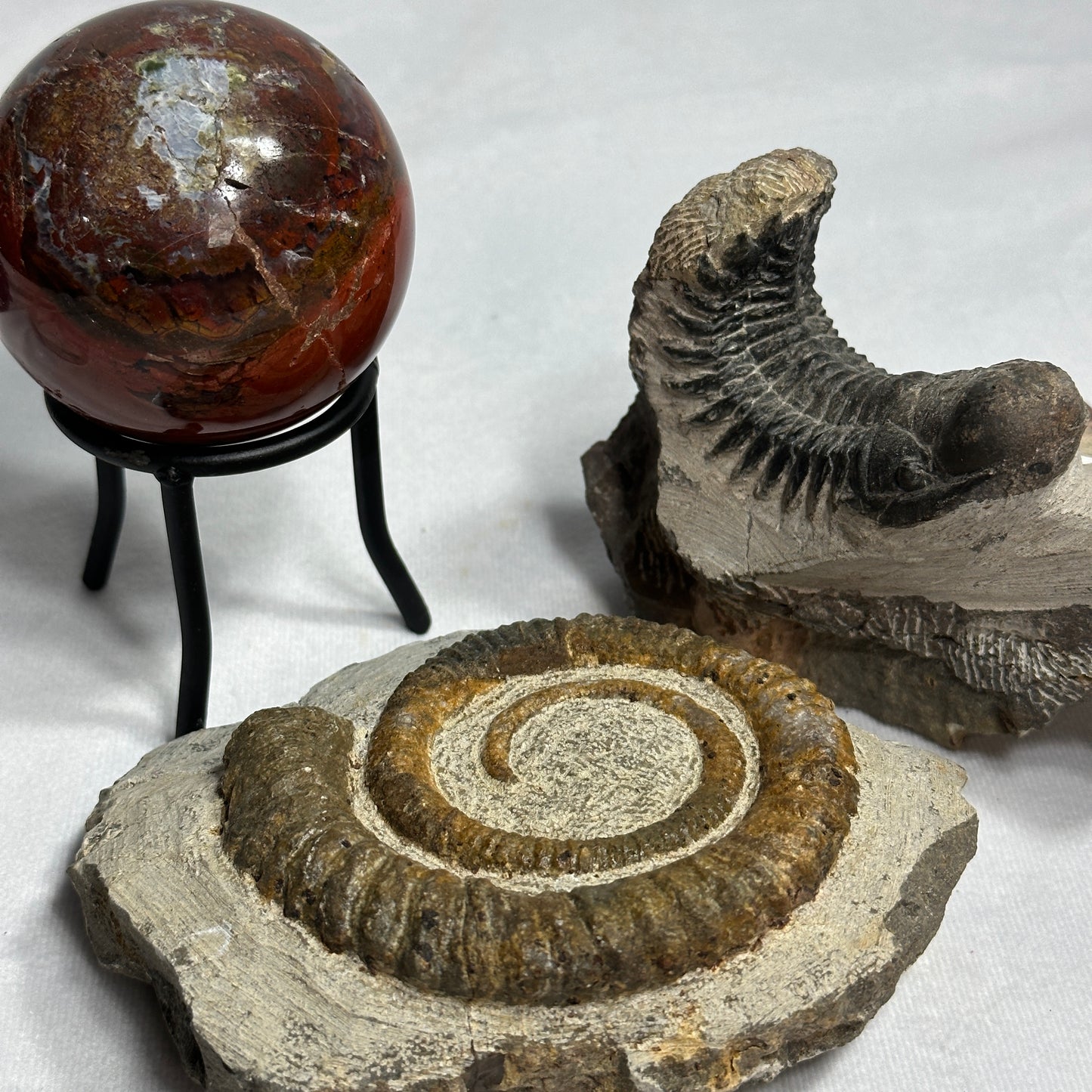 Anetoceras Ammonite 5"