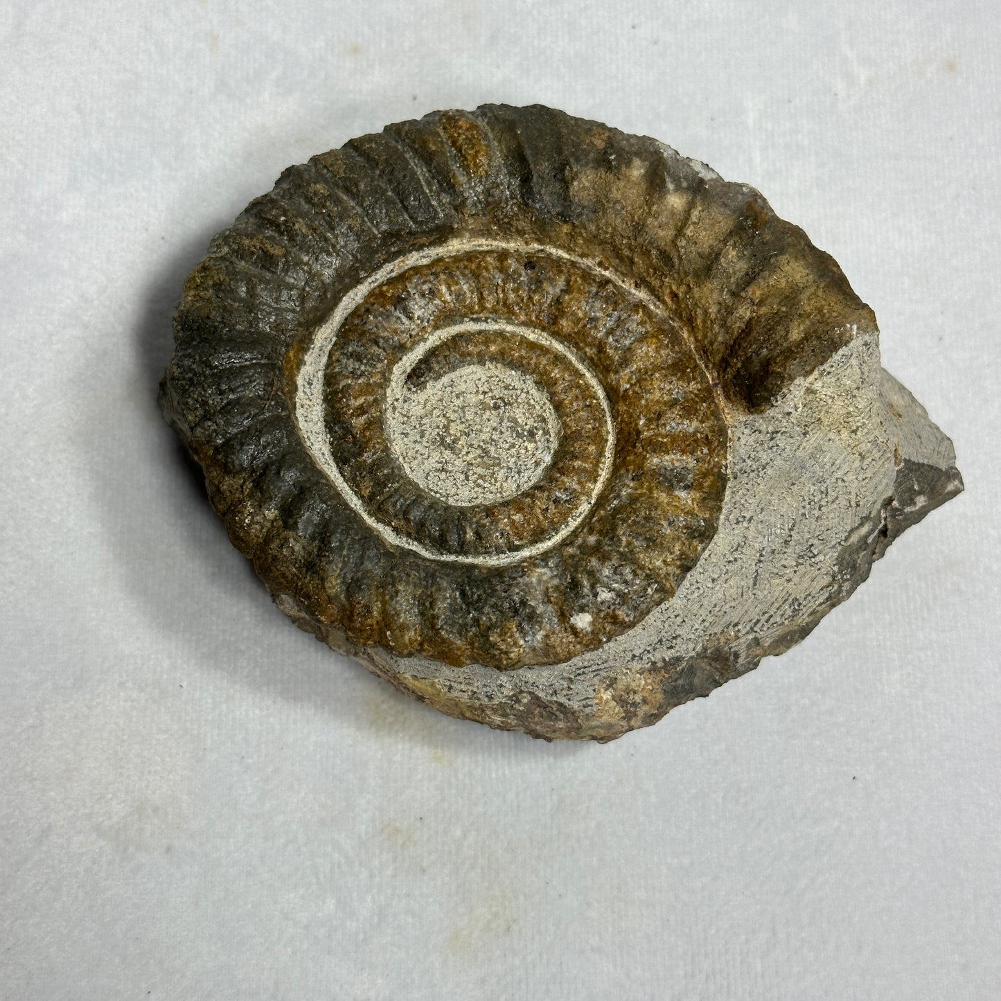 Detailed Anetoceras Heteromorph Ammonite