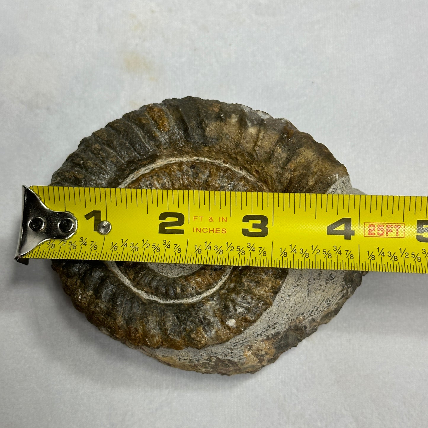Detailed Anetoceras Heteromorph Ammonite