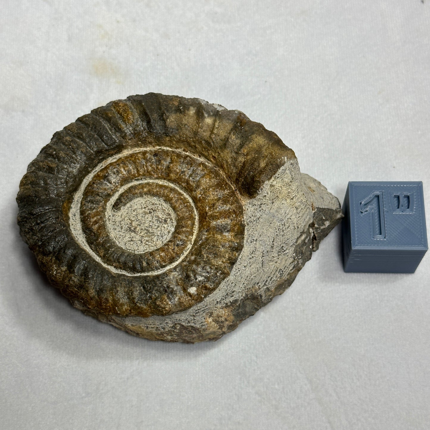 Detailed Anetoceras Heteromorph Ammonite