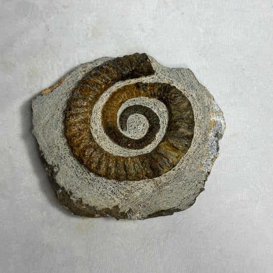 Enticing Ammonite from Morocco