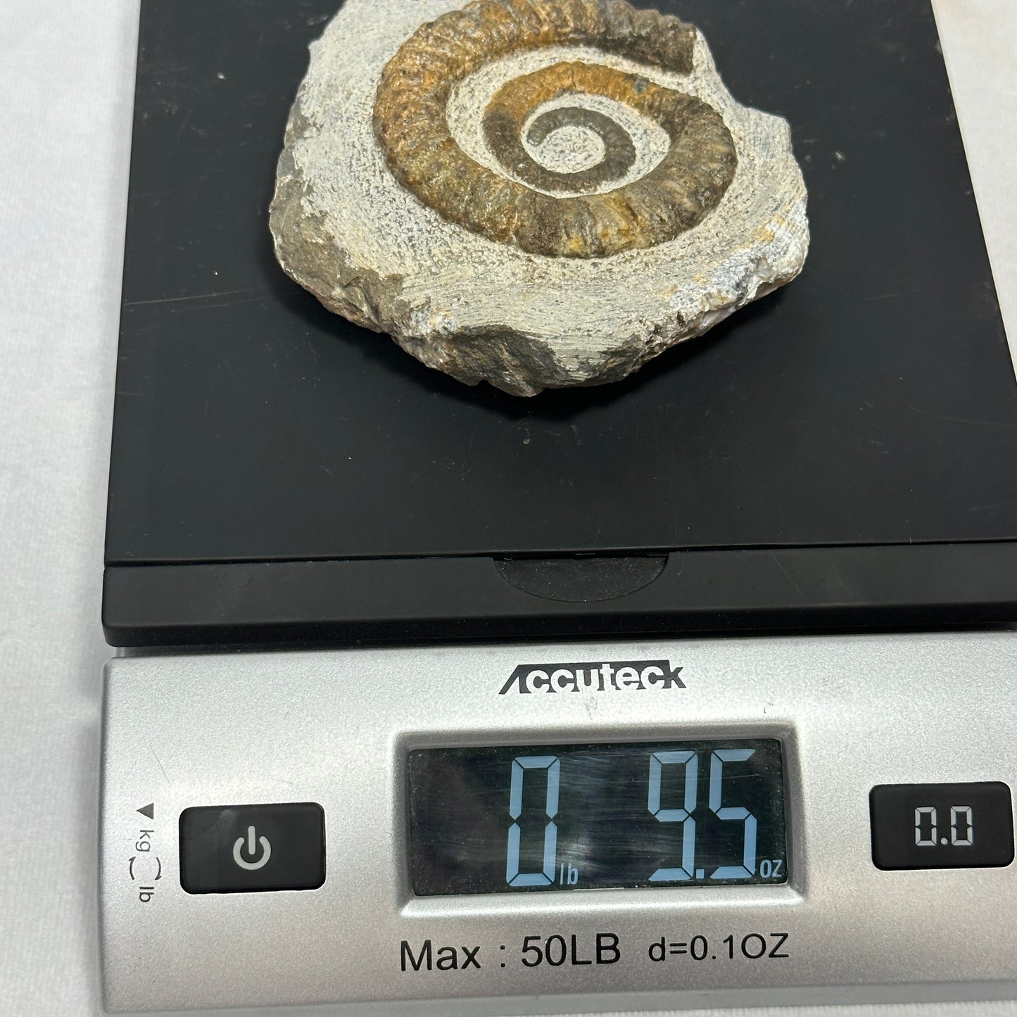 Enticing Ammonite from Morocco