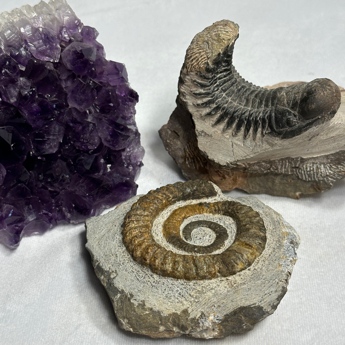 Enticing Ammonite from Morocco