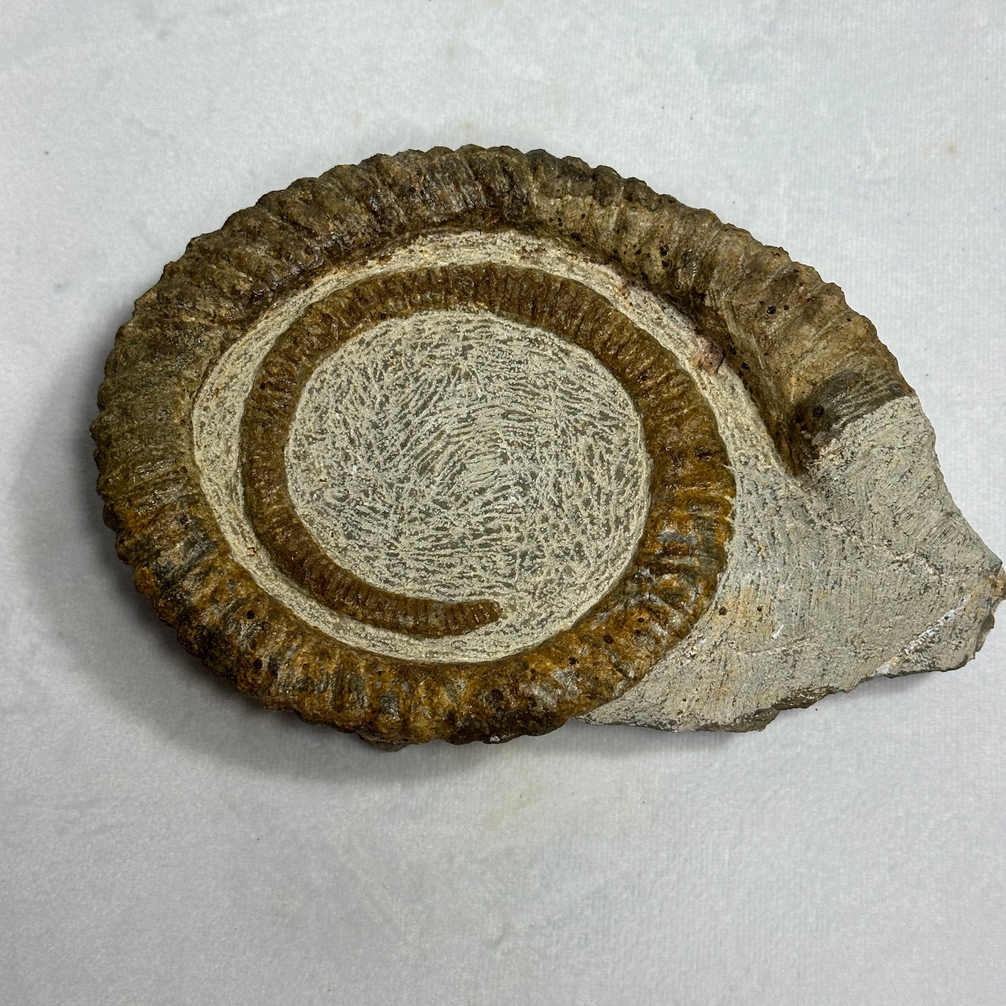 Stunning Display Piece - Anetoceras Heteromorph Ammonite