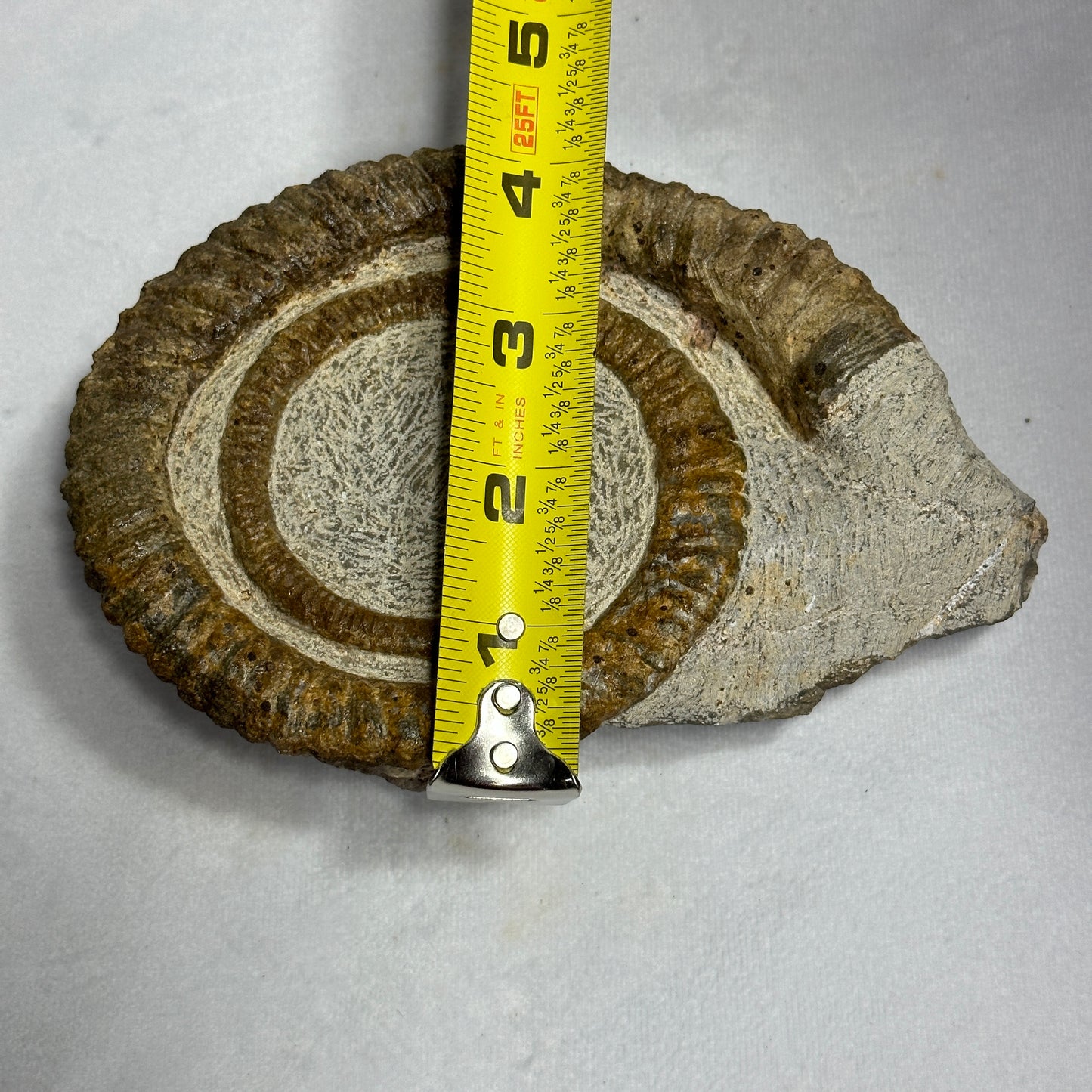 Stunning Display Piece - Anetoceras Heteromorph Ammonite