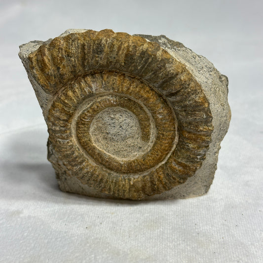 Lovely Ammonite from Morocco