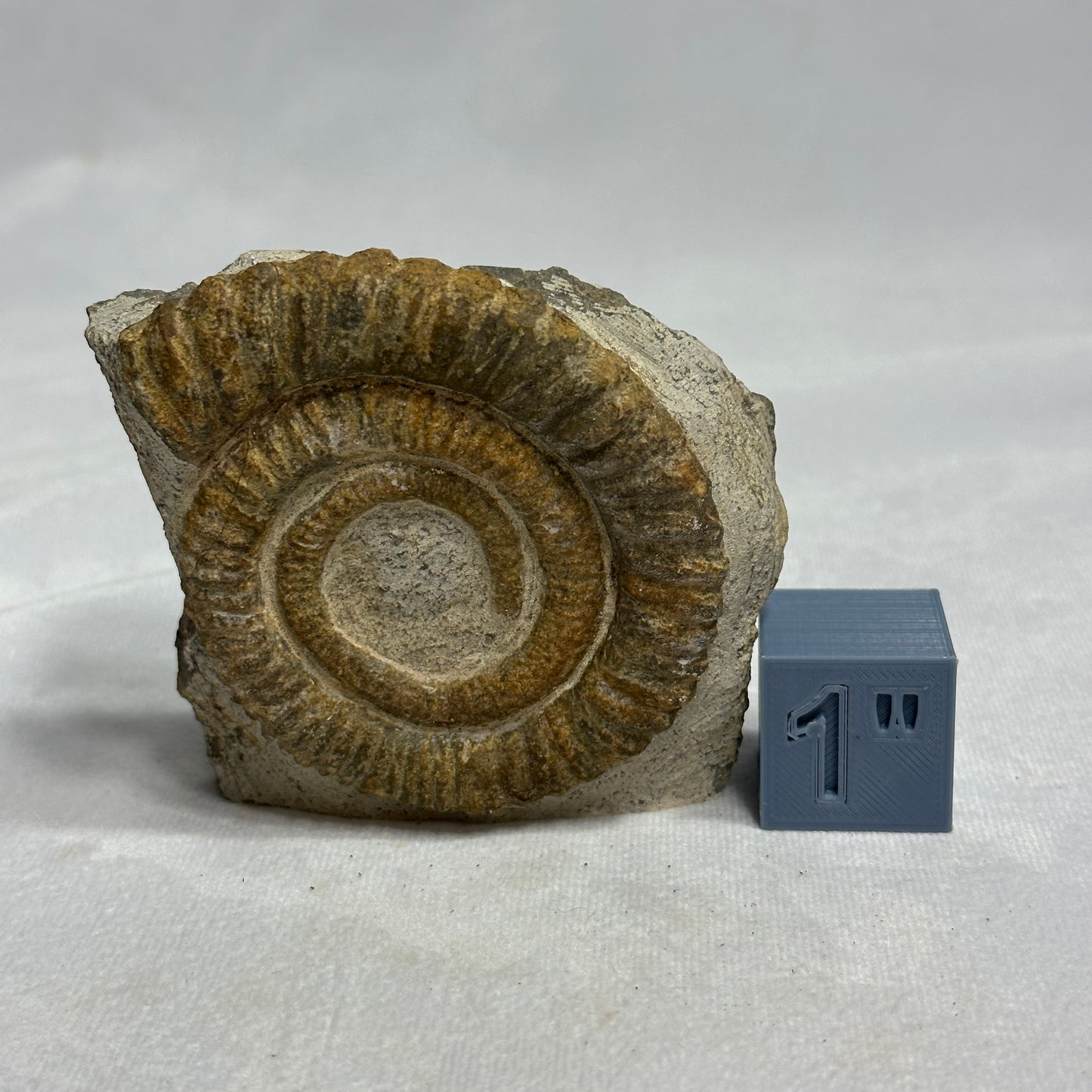 Lovely Ammonite from Morocco