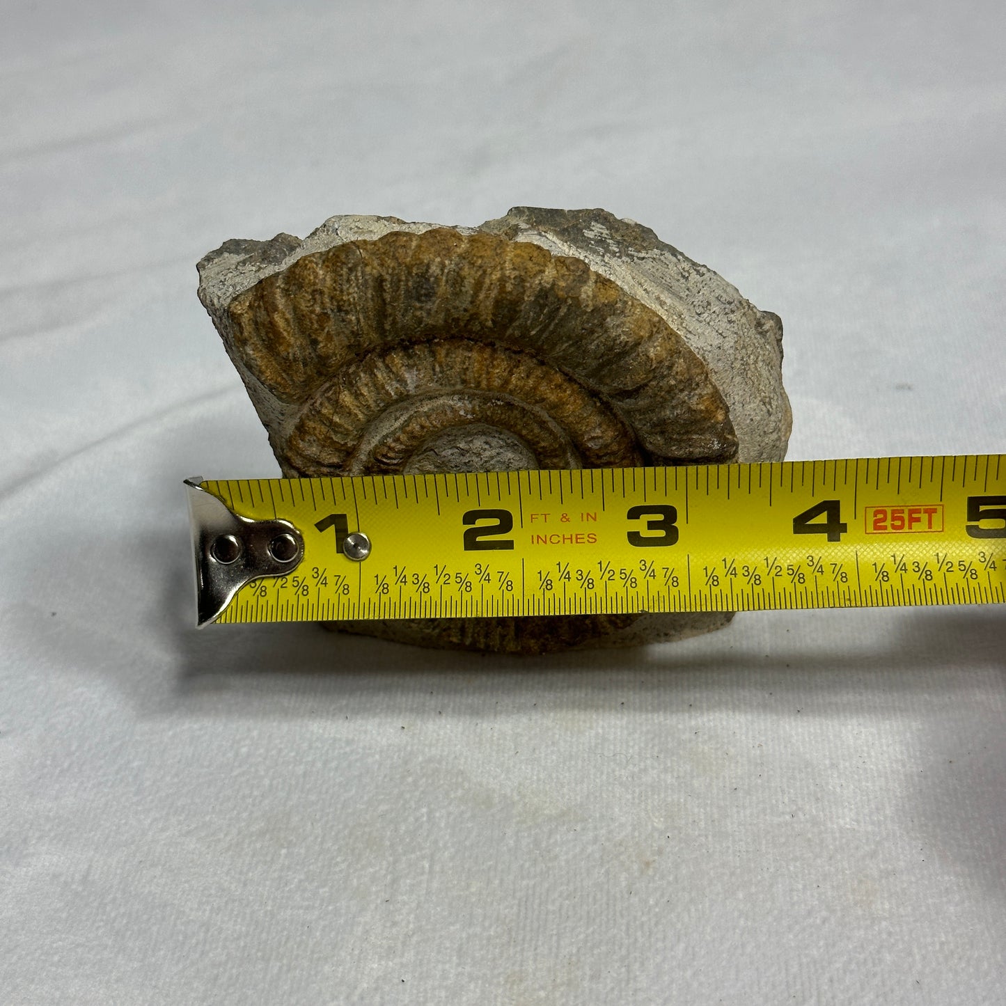 Lovely Ammonite from Morocco