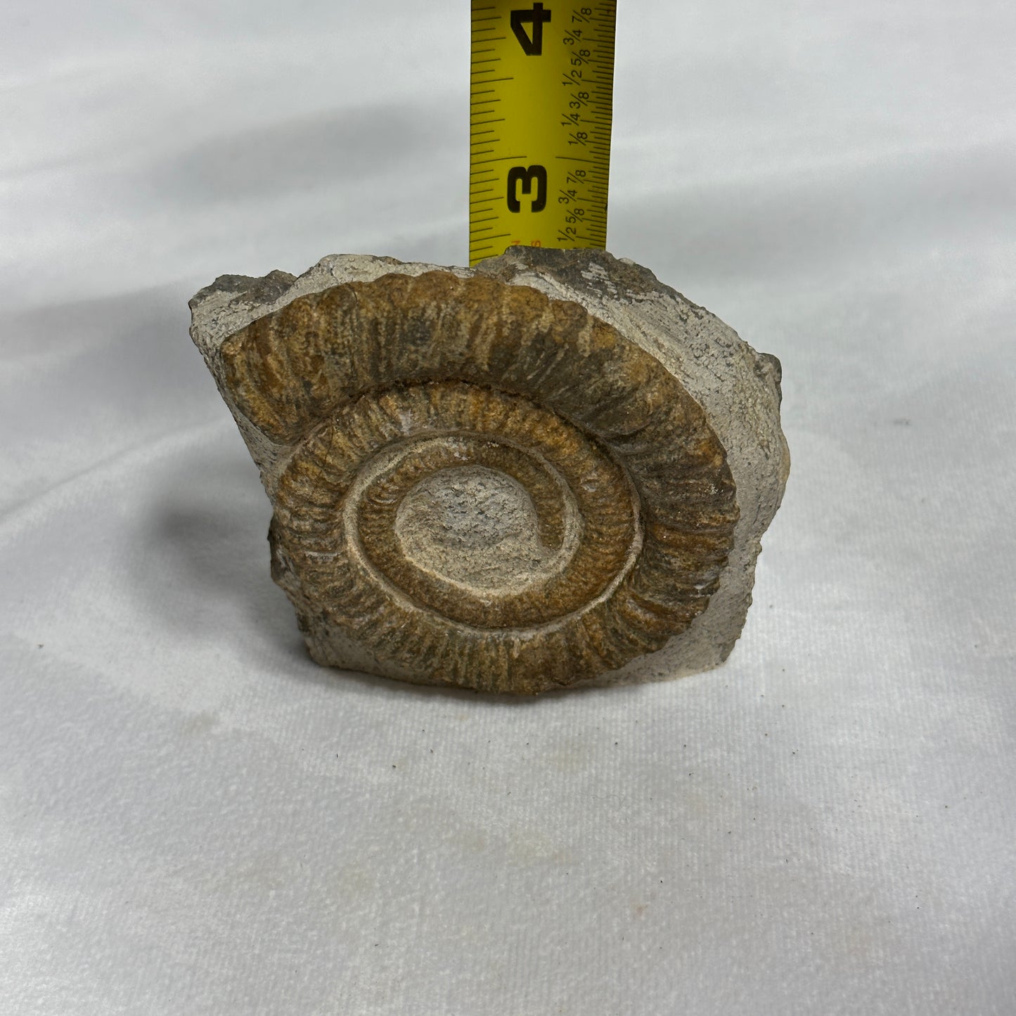 Lovely Ammonite from Morocco