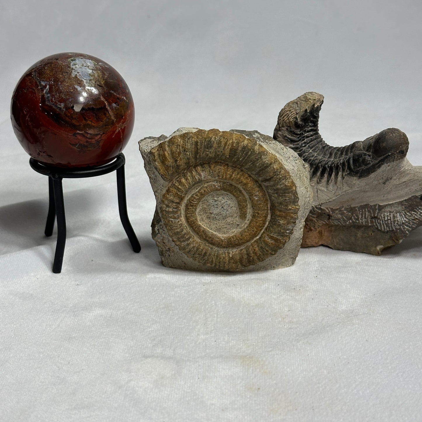 Lovely Ammonite from Morocco