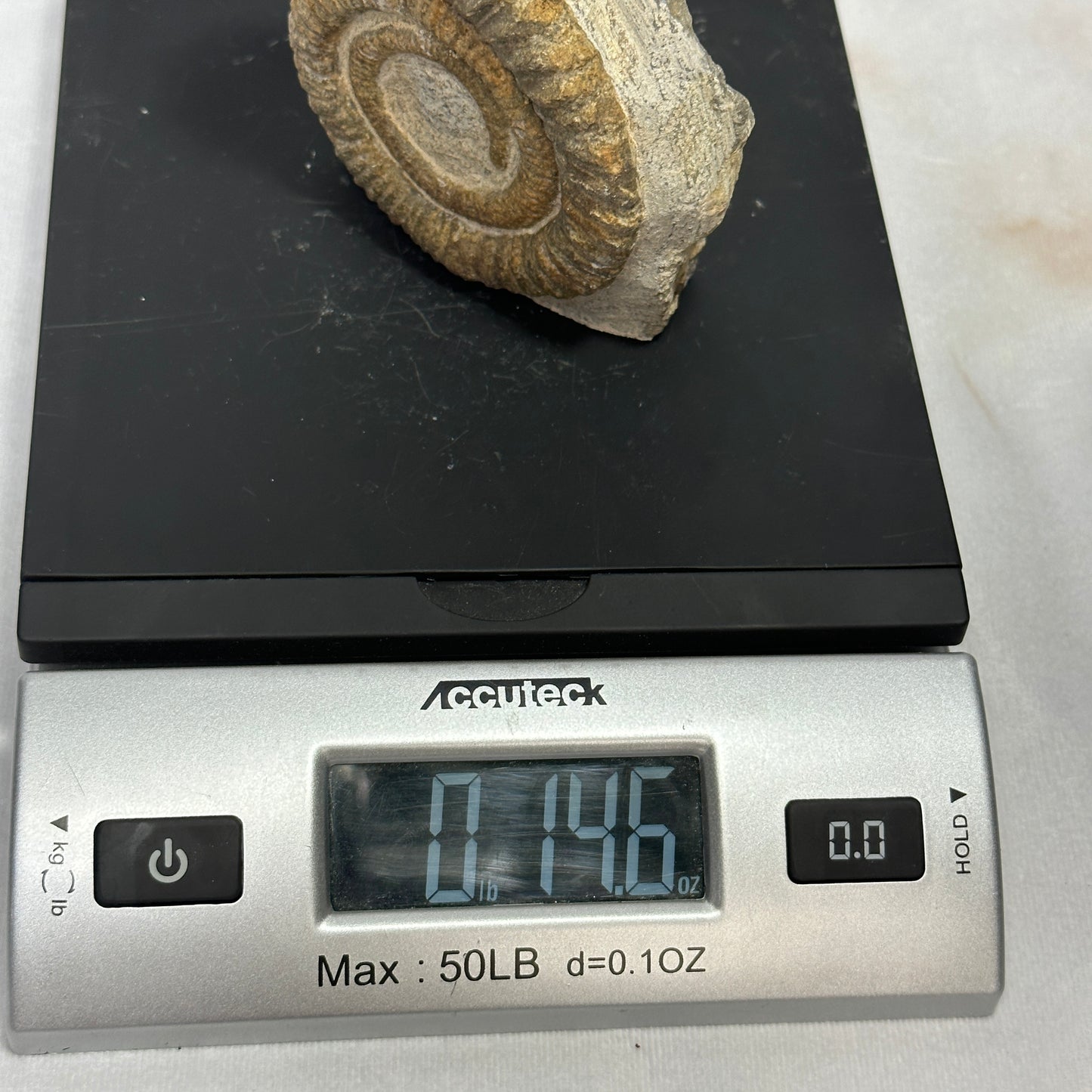 Lovely Ammonite from Morocco