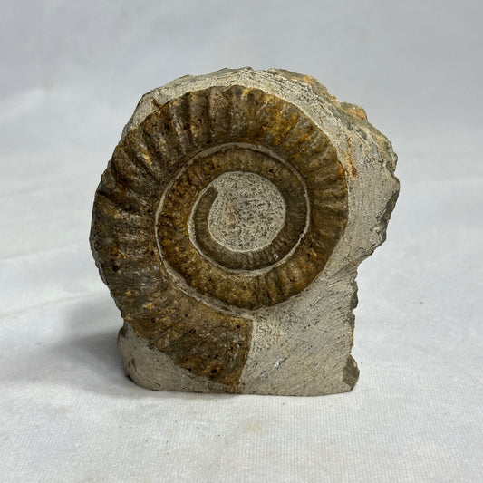 Marvelous Anetoceras Heteromorph Ammonite