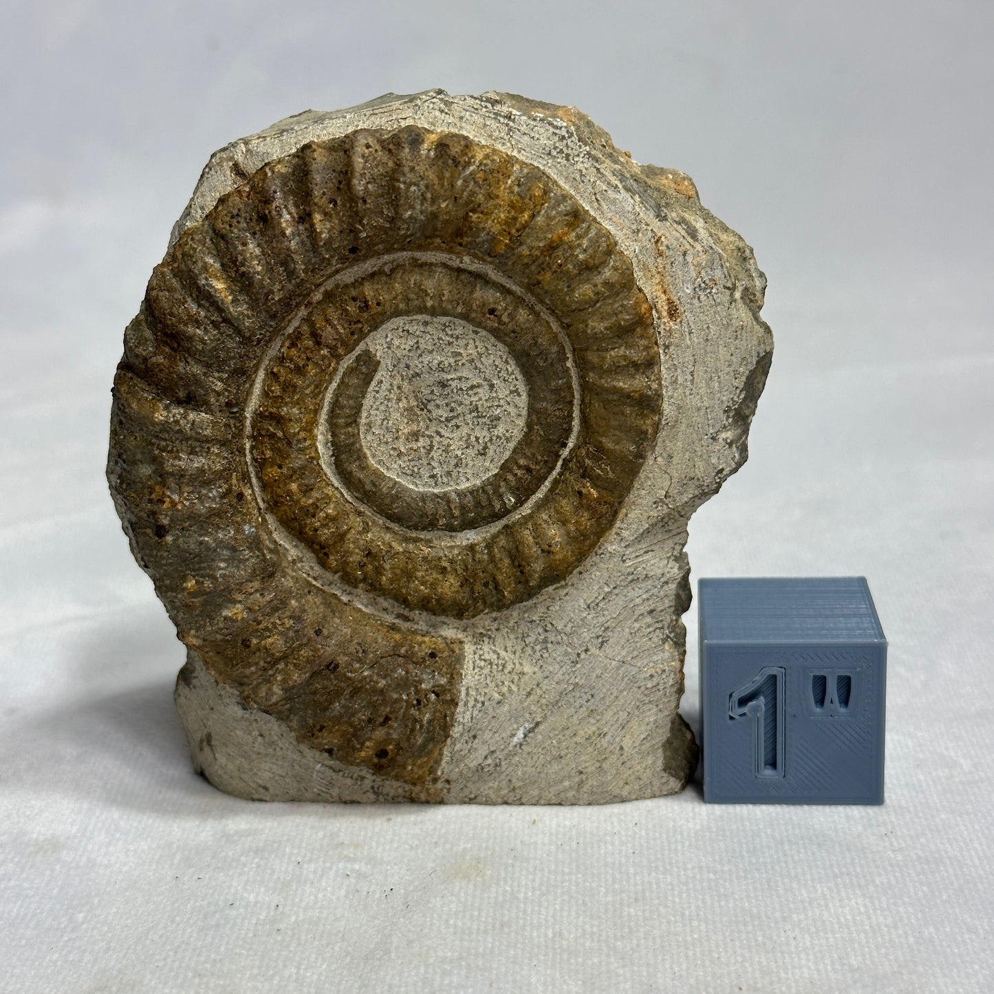 Marvelous Anetoceras Heteromorph Ammonite