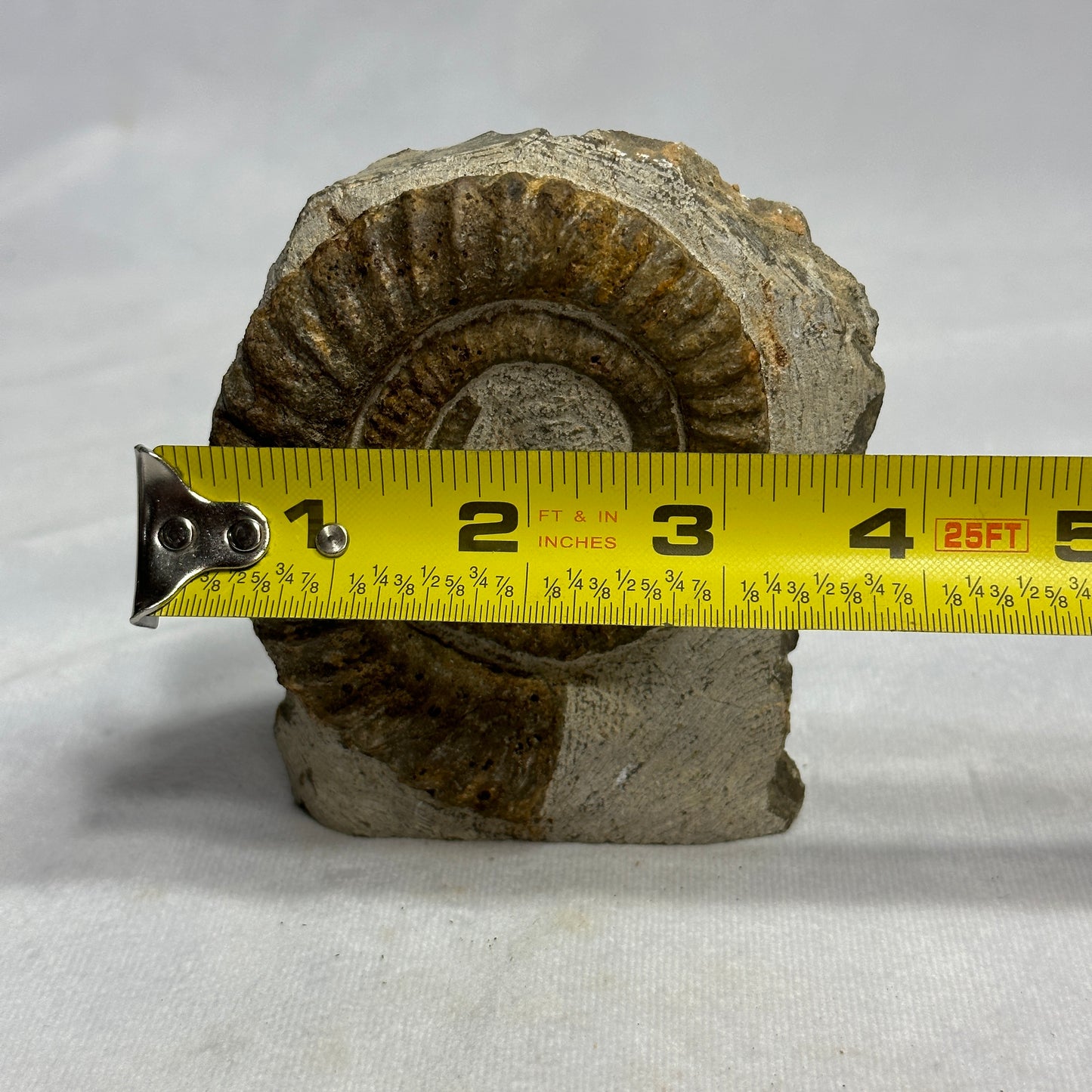 Marvelous Anetoceras Heteromorph Ammonite
