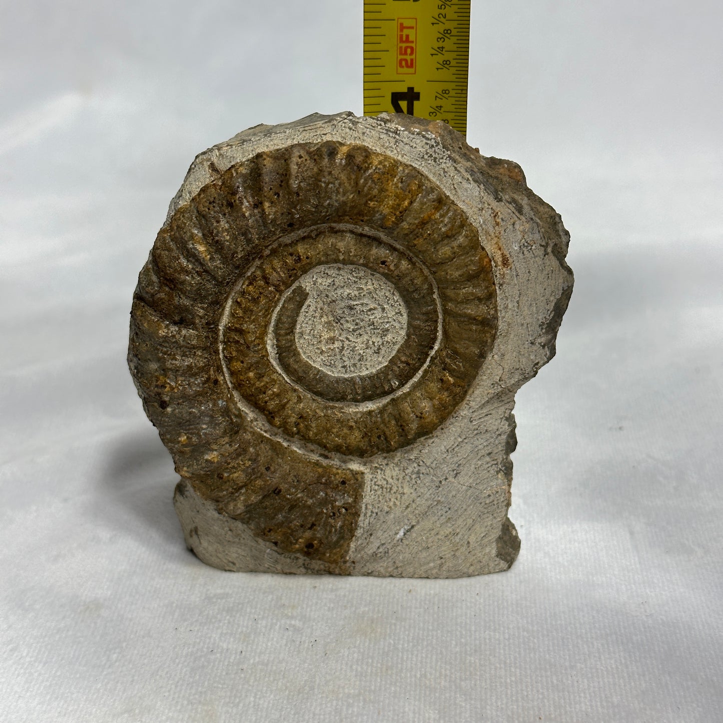 Marvelous Anetoceras Heteromorph Ammonite