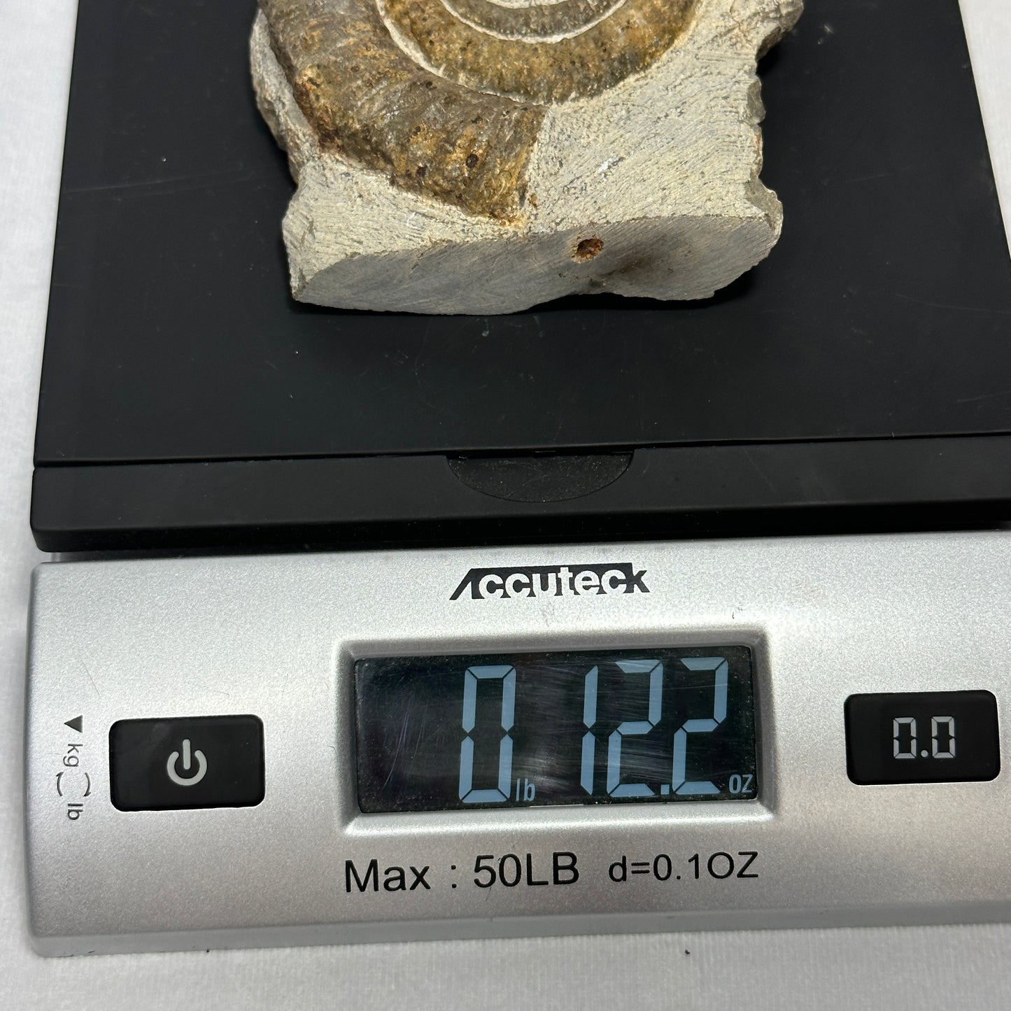 Marvelous Anetoceras Heteromorph Ammonite