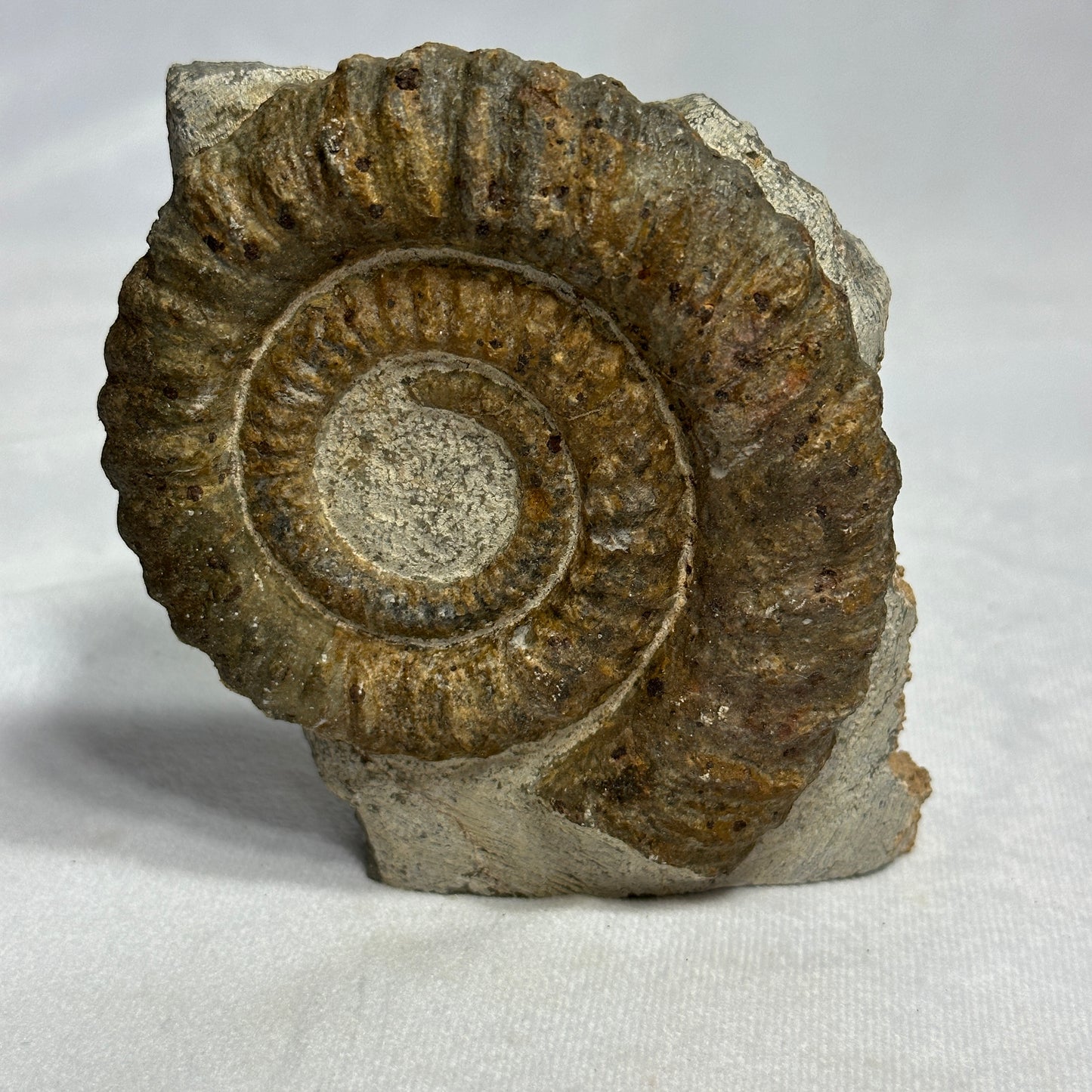 Cut Base Anetoceras Ammonite