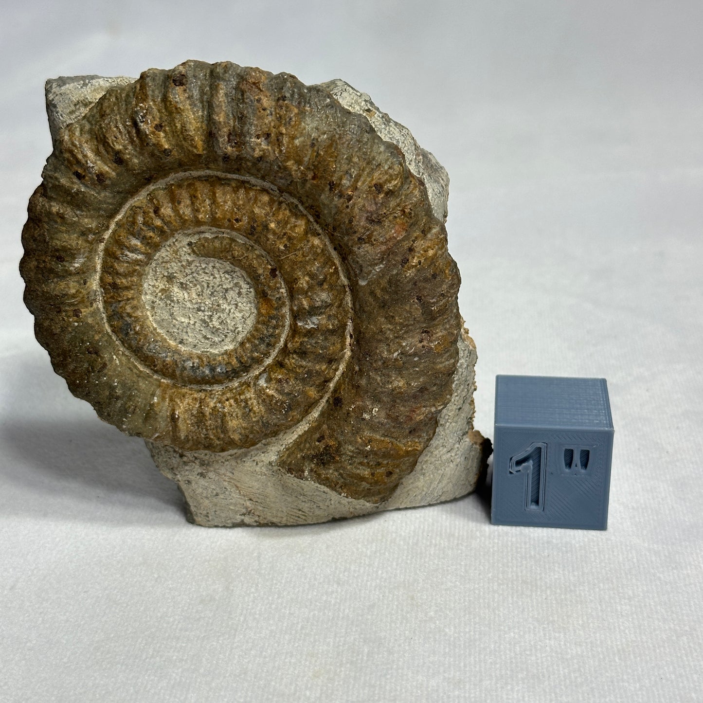 Cut Base Anetoceras Ammonite