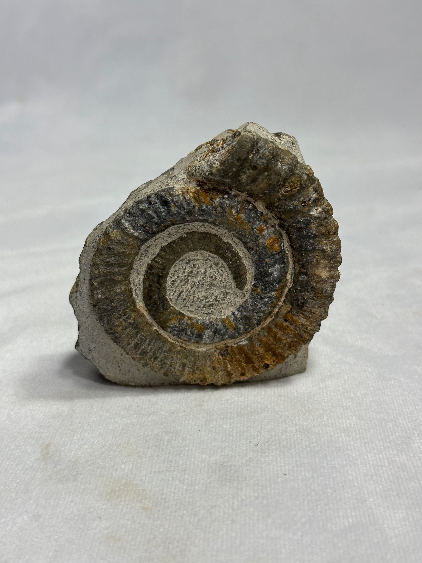 Beautiful Anetoceras Ammonite with Cut Base