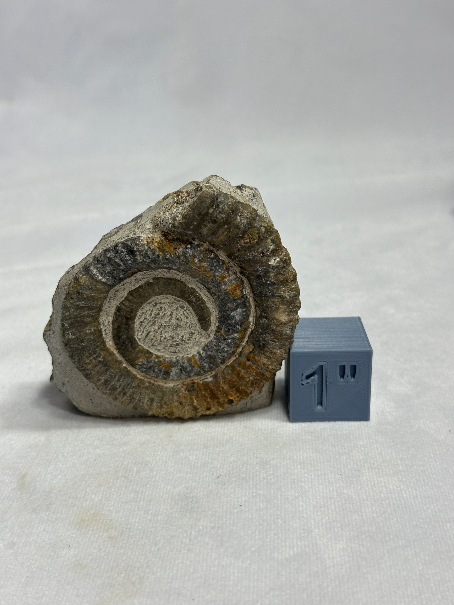 Beautiful Anetoceras Ammonite with Cut Base