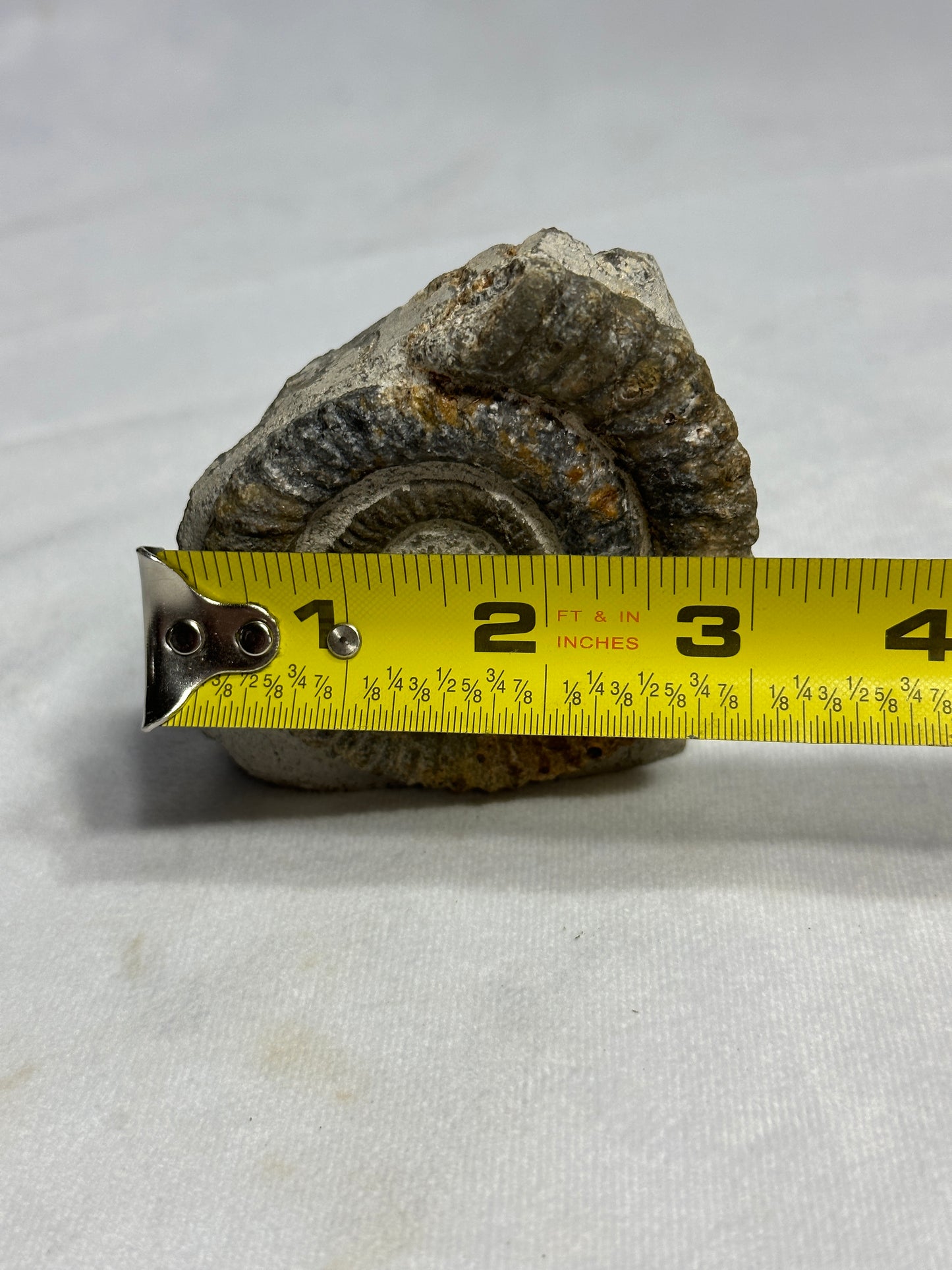 Beautiful Anetoceras Ammonite with Cut Base