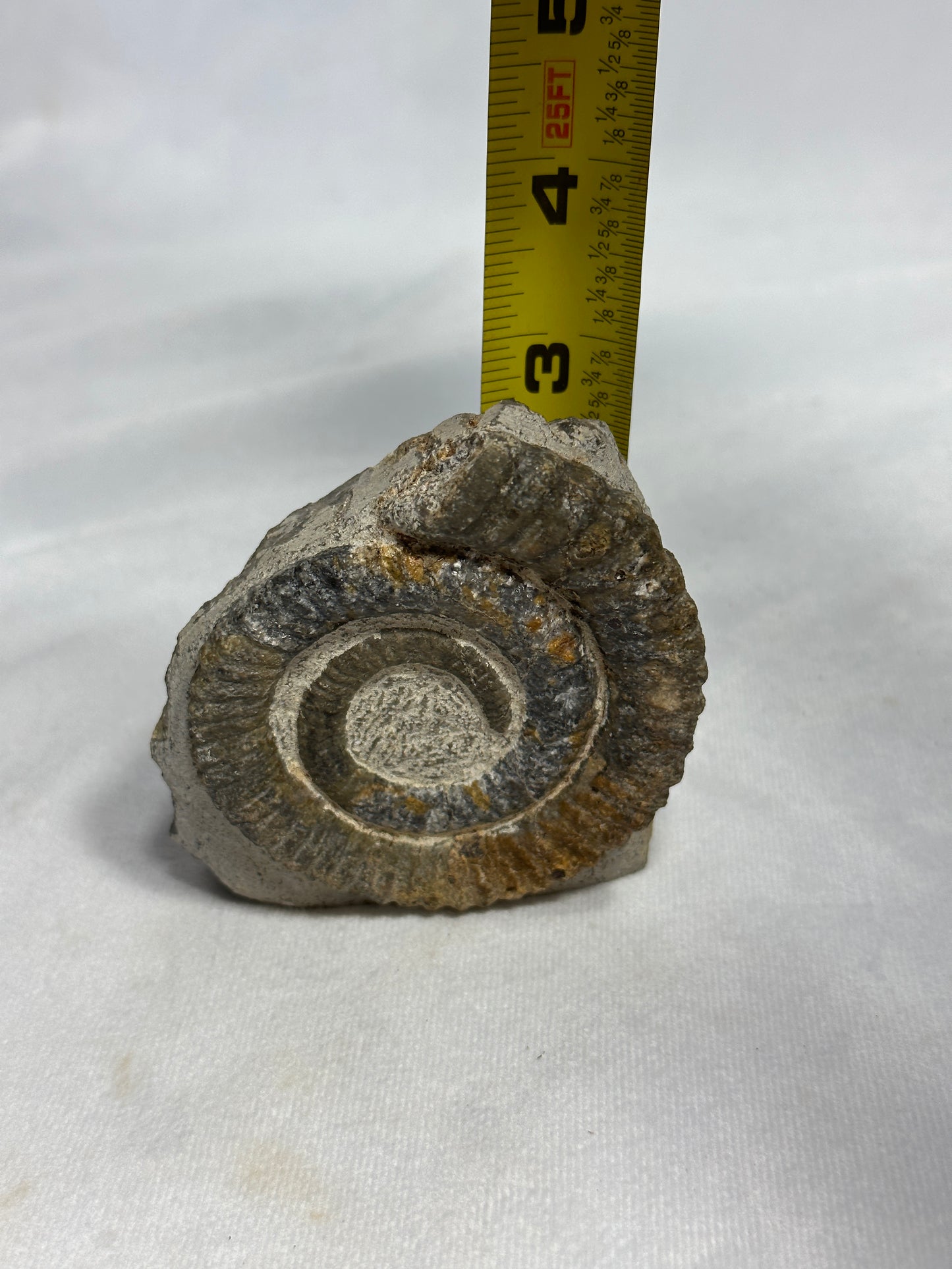 Beautiful Anetoceras Ammonite with Cut Base