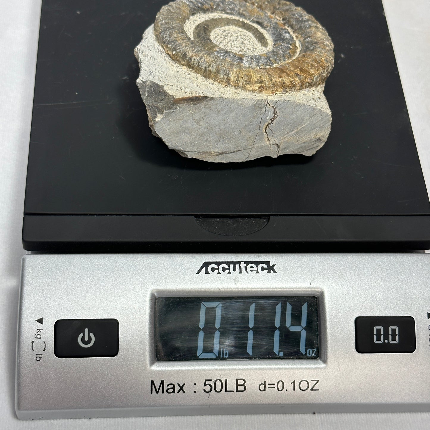 Beautiful Anetoceras Ammonite with Cut Base