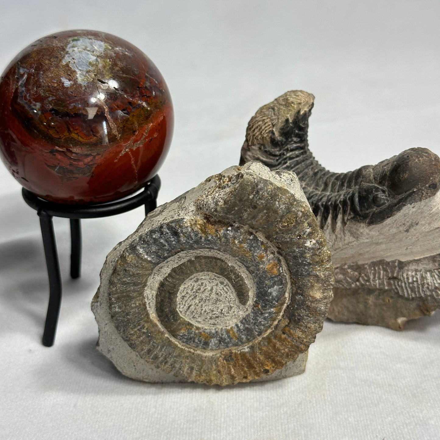 Beautiful Anetoceras Ammonite with Cut Base