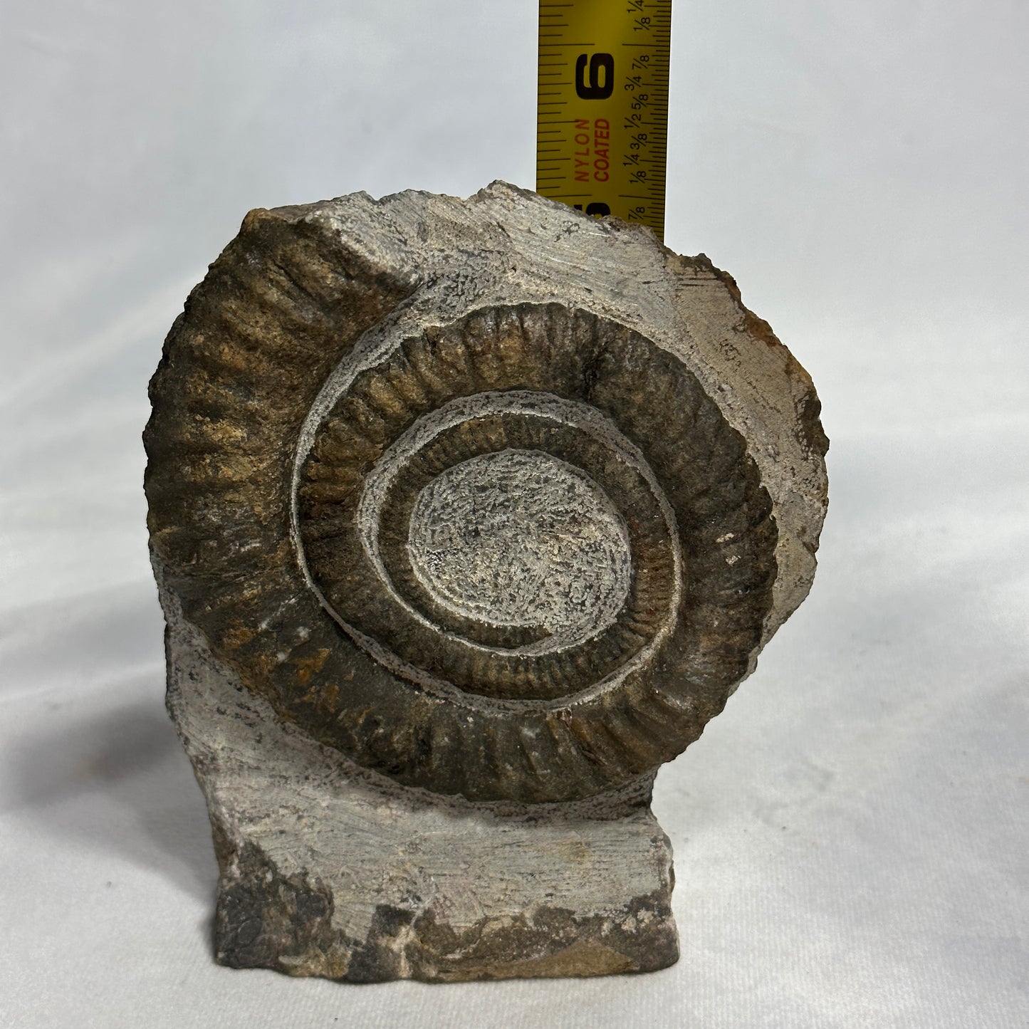 Appealing Anetoceras Heteromorph Ammonite from Morocco