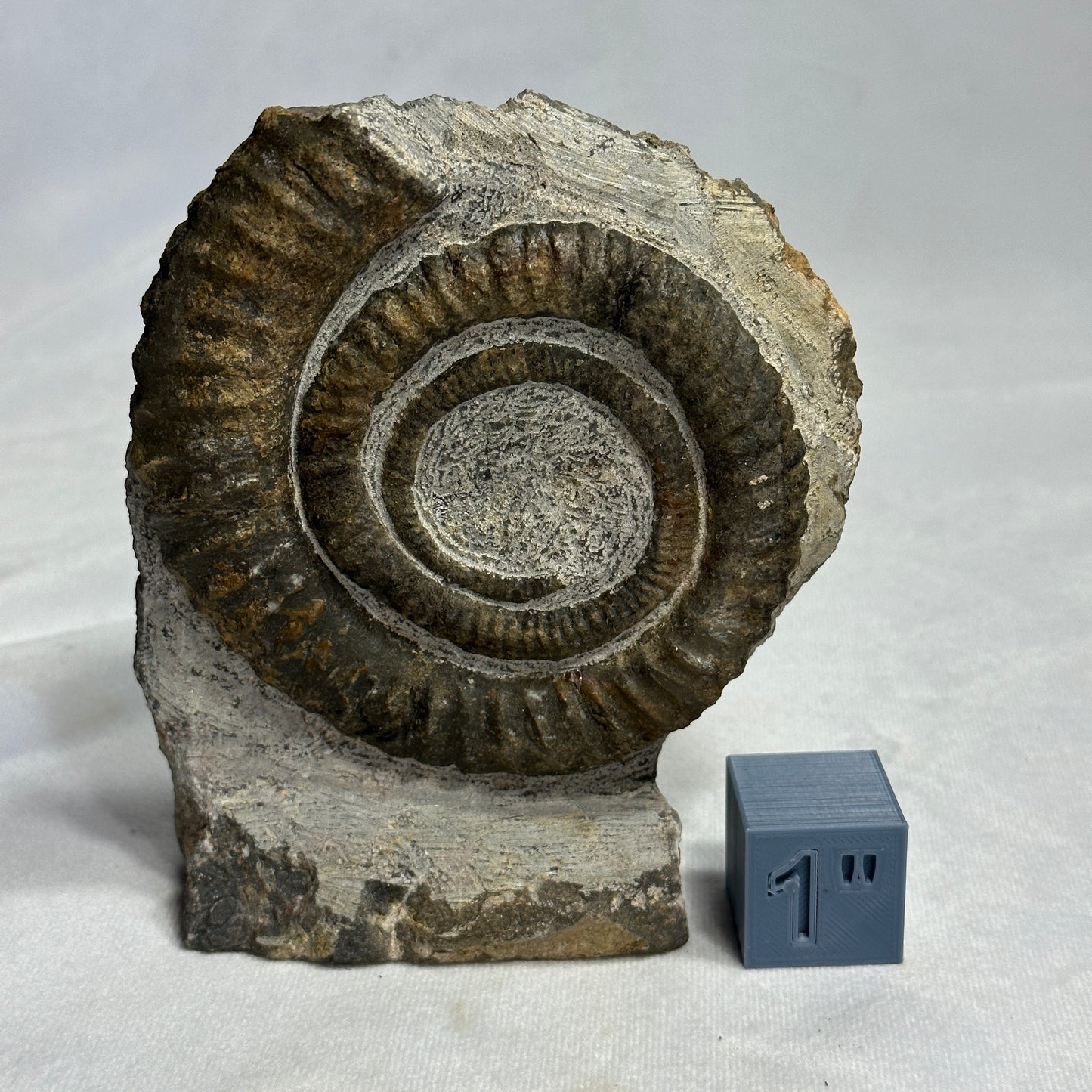 Appealing Anetoceras Heteromorph Ammonite from Morocco
